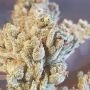 Banana Jellyz Feminized by Zmoothiez Seeds THC Content Potency Strength CBD Height Yield Flowering Time Indica Sativa Genetics