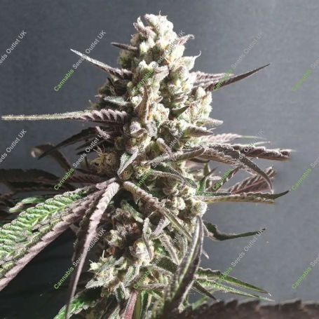 Forbidden Nectar Feminized Marijuana Strain by Zmoothiez Seeds For Sale Online at Cannabis Seeds Outlet