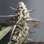 Forbidden Nectar Feminized Marijuana Strain by Zmoothiez Seeds For Sale Online at Cannabis Seeds Outlet