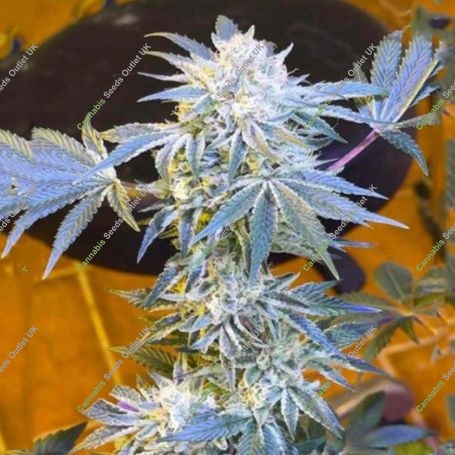 Candy N Cream Feminized Marijuana Strain by Zmoothiez Seeds For Sale Online at Cannabis Seeds Outlet