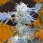 Candy N Cream Feminized Marijuana Strain by Zmoothiez Seeds For Sale Online at Cannabis Seeds Outlet