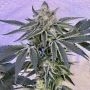 Zmoothiez Seeds Candy N Cream Smoke Buds Weed Ganja Skunk Dope Pot Images Pics Nuggets