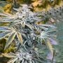 Candy N Cream Feminized by Zmoothiez Seeds THC Content Potency Strength CBD Height Yield Flowering Time Indica Sativa Genetics