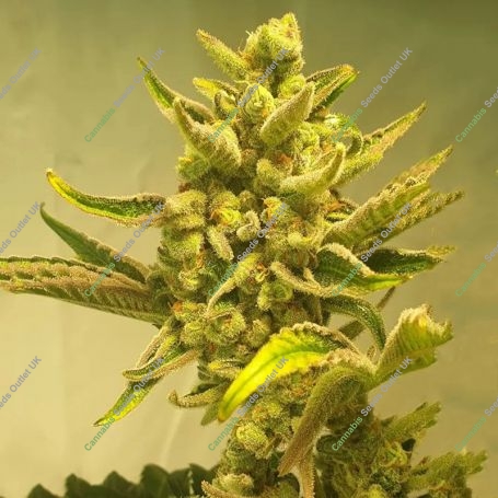 Supa Choopz Feminized Marijuana Strain by Zmoothiez Seeds For Sale Online at Cannabis Seeds Outlet