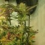 Sugar Tree Feminized Marijuana Strain by Zmoothiez Seeds For Sale Online at Cannabis Seeds Outlet