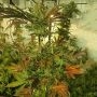 Zmoothiez Seeds Cannabis Strain Sugar Tree Feminized Marijuana Seeds Original Collector Souvenir Authentic Packaging Packs