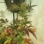 Zmoothiez Seeds Sugar Tree Smoke Buds Weed Ganja Skunk Dope Pot Images Pics Nuggets