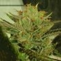 Sugar Tree Feminized by Zmoothiez Seeds THC Content Potency Strength CBD Height Yield Flowering Time Indica Sativa Genetics