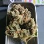 Zmoothiez Seeds Cannabis Strain Tutti Candy Feminized Marijuana Seeds Original Collector Souvenir Authentic Packaging Packs