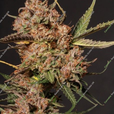 Apollo Black Cherry Feminized Marijuana Strain by Superior Seedstockers For Sale Online at Cannabis Seeds Outlet