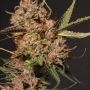 Apollo Black Cherry Feminized Marijuana Strain by Superior Seedstockers For Sale Online at Cannabis Seeds Outlet