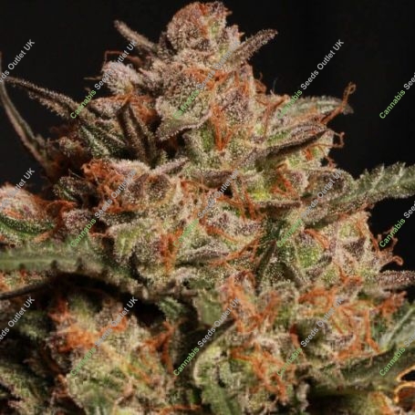 Apollo Black Cherry Auto Feminized Marijuana Strain by Superior Seedstockers For Sale Online at Cannabis Seeds Outlet