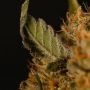 Apollo Black Cherry Auto Feminized by Superior Seedstockers THC Content Potency Strength CBD Height Yield Flowering Time Indica 