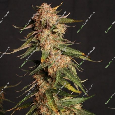 Moby Blue Feminized Marijuana Strain by Superior Seedstockers For Sale Online at Cannabis Seeds Outlet