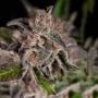 Superior Seedstockers Mack and Crack Smoke Buds Weed Ganja Skunk Dope Pot Images Pics Nuggets