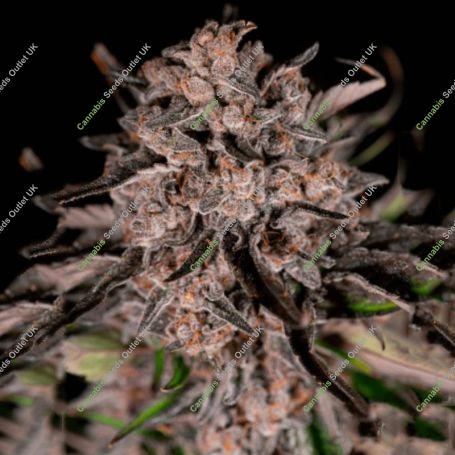 Mack and Crack Feminized Marijuana Strain by Superior Seedstockers For Sale Online at Cannabis Seeds Outlet