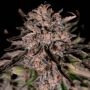 Mack and Crack Feminized Marijuana Strain by Superior Seedstockers For Sale Online at Cannabis Seeds Outlet