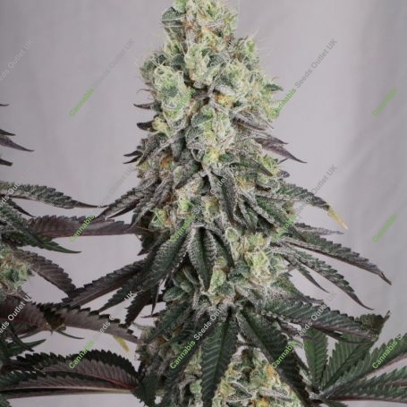 Mack and Crack Auto Feminized Marijuana Strain by Superior Seedstockers For Sale Online at Cannabis Seeds Outlet
