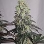 Mack and Crack Auto Feminized Marijuana Strain by Superior Seedstockers For Sale Online at Cannabis Seeds Outlet