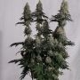 Superior Seedstockers Mack and Crack Auto Smoke Buds Weed Ganja Skunk Dope Pot Images Pics Nuggets