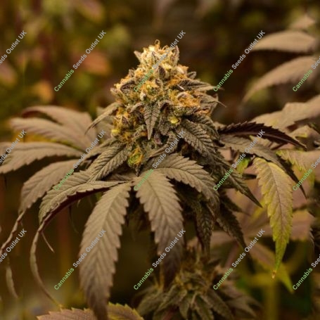 Panty Punch Feminized Marijuana Strain by Superior Seedstockers For Sale Online at Cannabis Seeds Outlet