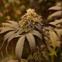 Panty Punch Feminized Marijuana Strain by Superior Seedstockers For Sale Online at Cannabis Seeds Outlet