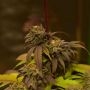 Panty Punch Feminized by Superior Seedstockers THC Content Potency Strength CBD Height Yield Flowering Time Indica Sativa Geneti