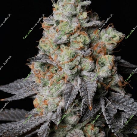 Panty Punch Auto Feminized Marijuana Strain by Superior Seedstockers For Sale Online at Cannabis Seeds Outlet