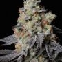 Panty Punch Auto Feminized Marijuana Strain by Superior Seedstockers For Sale Online at Cannabis Seeds Outlet