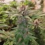 Panty Punch Auto Feminized by Superior Seedstockers THC Content Potency Strength CBD Height Yield Flowering Time Indica Sativa G