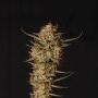 Thunder Banana Feminized by Superior Seedstockers THC Content Potency Strength CBD Height Yield Flowering Time Indica Sativa Gen