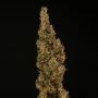 Superior Seedstockers Thunder Banana Auto Smoke Buds Weed Ganja Skunk Dope Pot Images Pics Nuggets