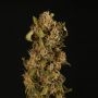 Thunder Banana Auto Feminized by Superior Seedstockers THC Content Potency Strength CBD Height Yield Flowering Time Indica Sativ