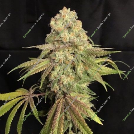 Lilt BX Regular Marijuana Strain by Trichome Jungle Seeds For Sale Online at Cannabis Seeds Outlet