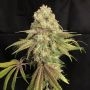 Lilt BX Regular Marijuana Strain by Trichome Jungle Seeds For Sale Online at Cannabis Seeds Outlet