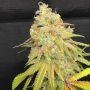 Trichome Jungle Seeds Lilt BX Smoke Buds Weed Ganja Skunk Dope Pot Images Pics Nuggets