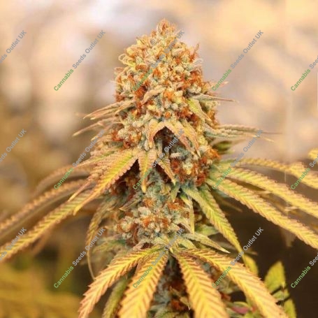 Pineapple Gummy Regular Marijuana Strain by Trichome Jungle Seeds For Sale Online at Cannabis Seeds Outlet