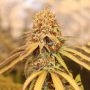 Pineapple Gummy Regular Marijuana Strain by Trichome Jungle Seeds For Sale Online at Cannabis Seeds Outlet