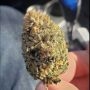 Trichome Jungle Seeds Pineapple Gummy Smoke Buds Weed Ganja Skunk Dope Pot Images Pics Nuggets