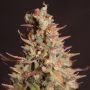 Pineapple Gummy Regular by Trichome Jungle Seeds THC Content Potency Strength CBD Height Yield Flowering Time Indica Sativa Gene
