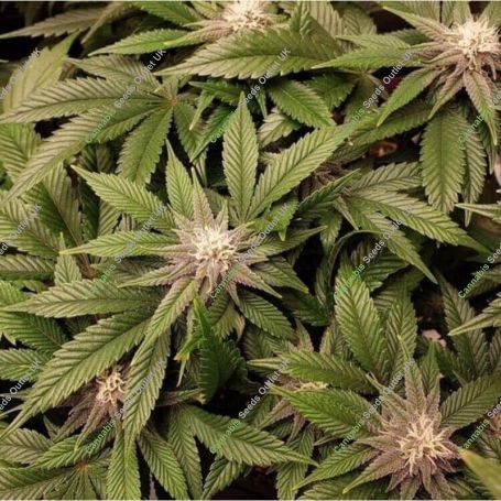 Pink Pineapple Regular Marijuana Strain by Trichome Jungle Seeds For Sale Online at Cannabis Seeds Outlet