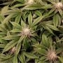 Pink Pineapple Regular Marijuana Strain by Trichome Jungle Seeds For Sale Online at Cannabis Seeds Outlet
