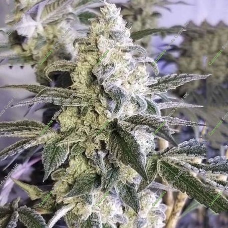 Cherry Soul Feminized Marijuana Strain by Trichome Jungle Seeds For Sale Online at Cannabis Seeds Outlet