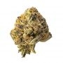 Trichome Jungle Seeds Cherry Soul Smoke Buds Weed Ganja Skunk Dope Pot Images Pics Nuggets