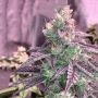 Trichome Jungle Seeds Rose Soul Smoke Buds Weed Ganja Skunk Dope Pot Images Pics Nuggets