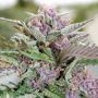 Rose Soul Feminized by Trichome Jungle Seeds THC Content Potency Strength CBD Height Yield Flowering Time Indica Sativa Genetics
