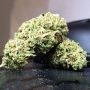 Rose Soul Feminized Marijuana Seeds by Trichome Jungle Seeds Buy Online Cheap Discounted Feminised Female Cannabis Seeds Special
