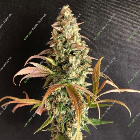 Sour Fusion Feminized Marijuana Strain by Trichome Jungle Seeds For Sale Online at Cannabis Seeds Outlet