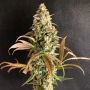 Sour Fusion Feminized Marijuana Strain by Trichome Jungle Seeds For Sale Online at Cannabis Seeds Outlet