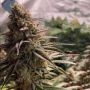 Sour Fusion Feminized Marijuana Seeds by Trichome Jungle Seeds Buy Online Cheap Discounted Feminised Female Cannabis Seeds Speci